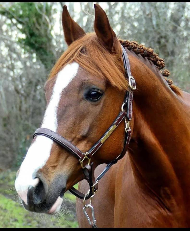 Étalon AA à vendre 