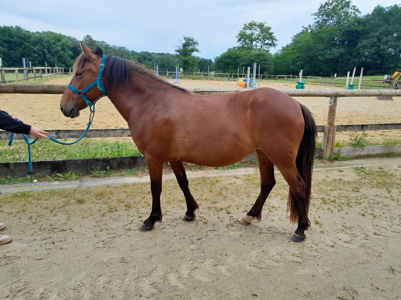 2 PONETTES OC LOISIR ET CLUB