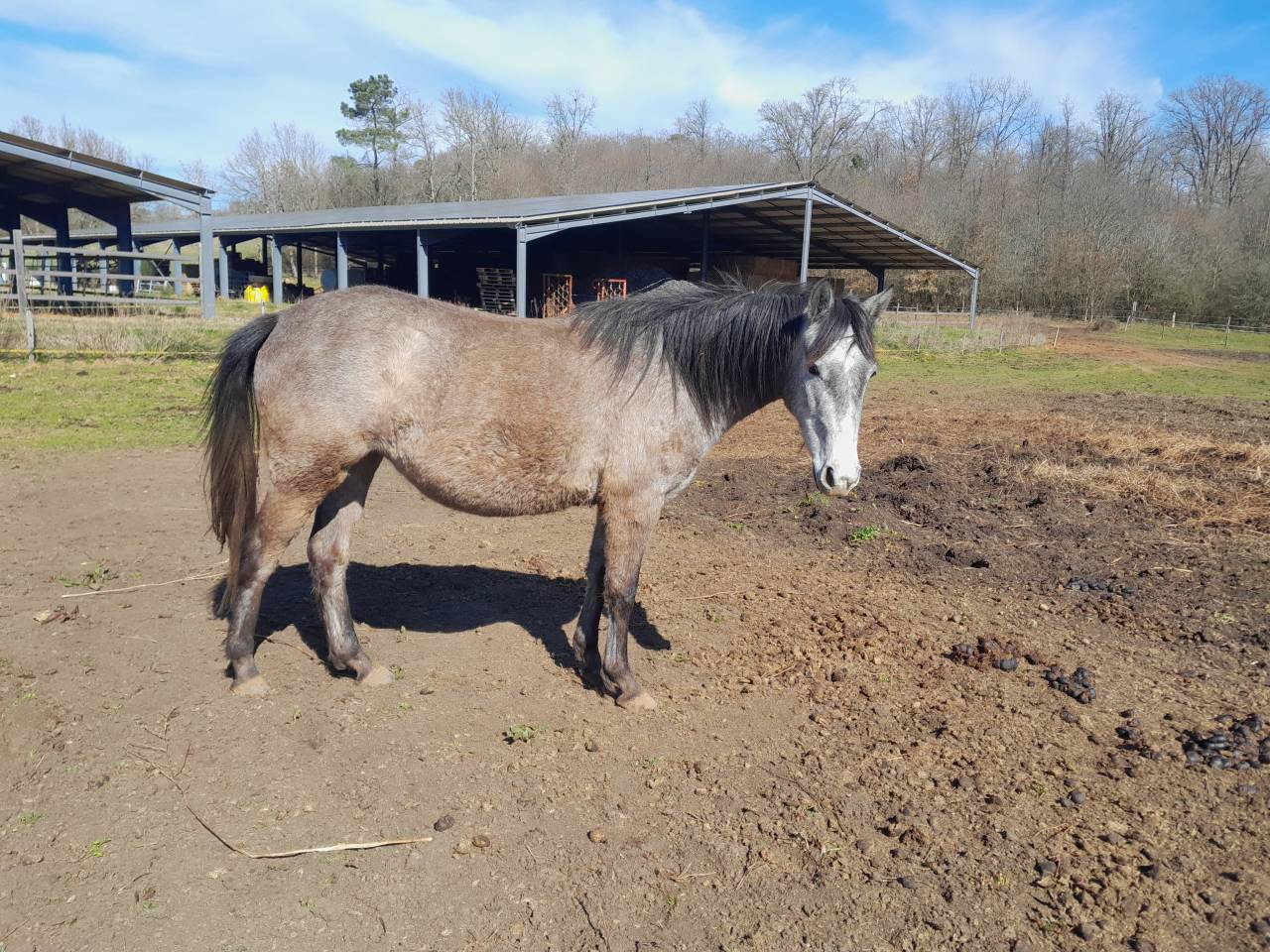 2 PONETTES OC LOISIR ET CLUB