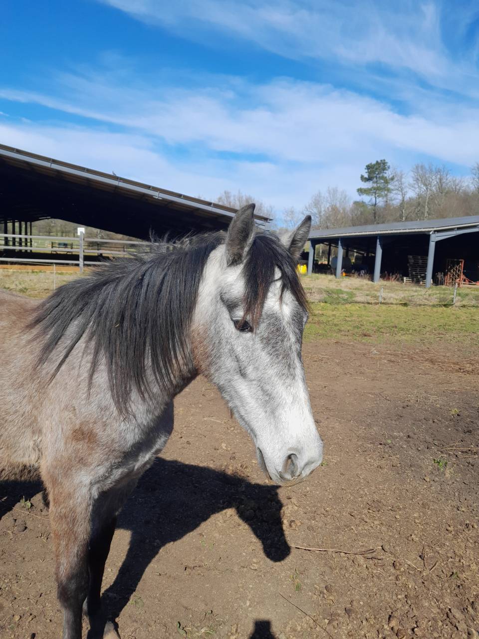 2 PONETTES OC LOISIR ET CLUB