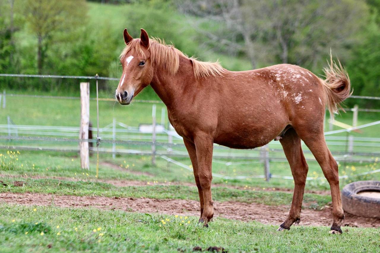 Jeune cheval loisir club