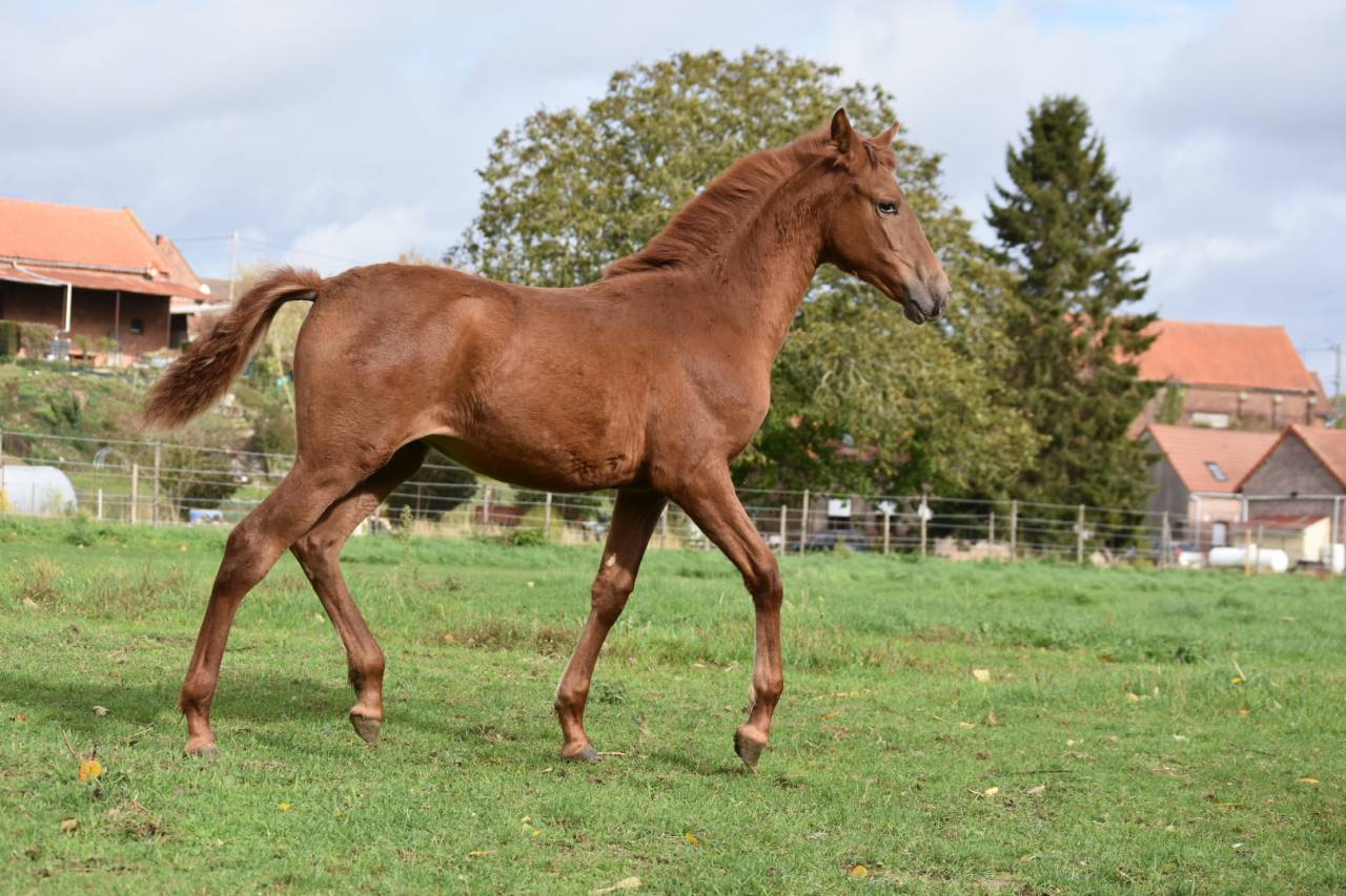 Pouliche PRE Alezane