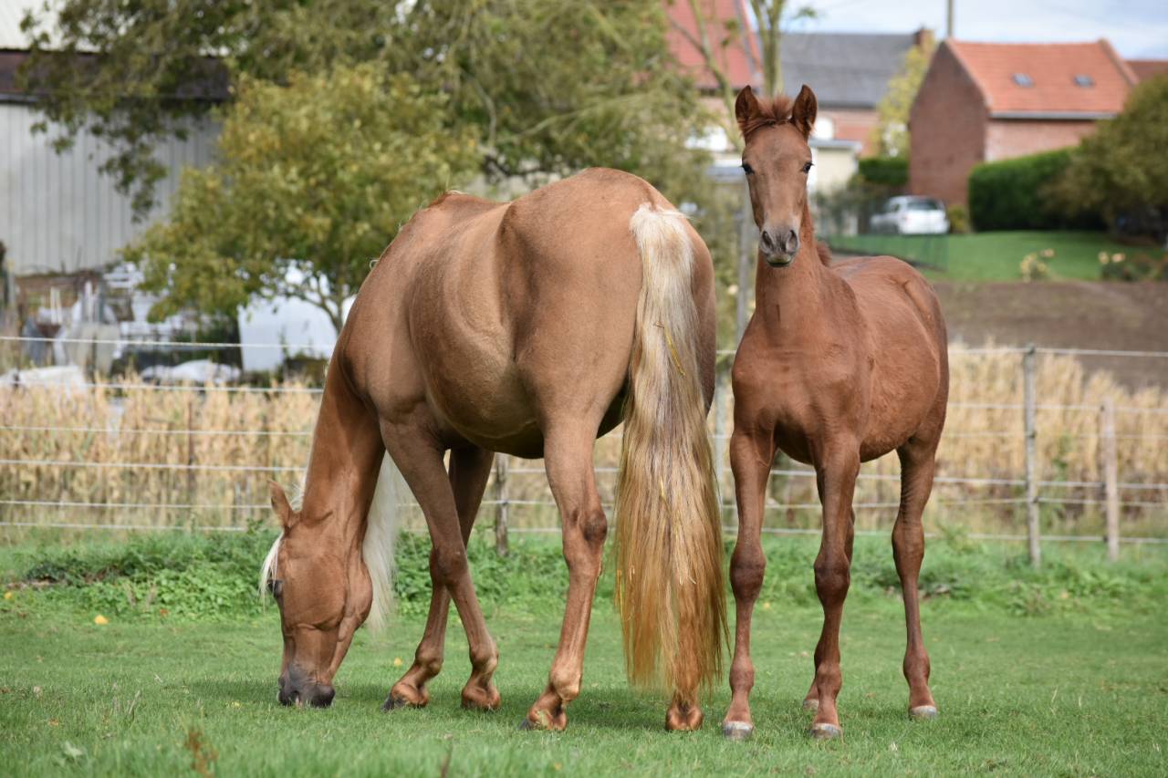 Pouliche PRE Alezane