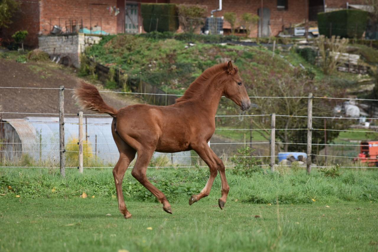 Pouliche PRE Alezane