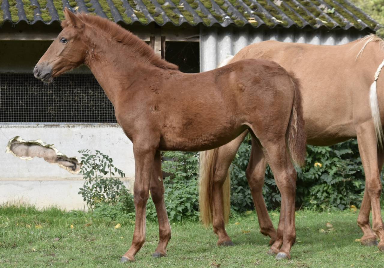 Pouliche PRE Alezane