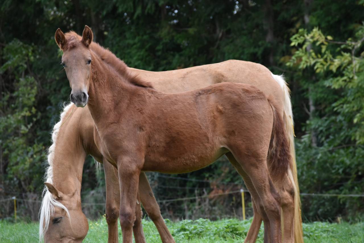 Pouliche PRE Alezane