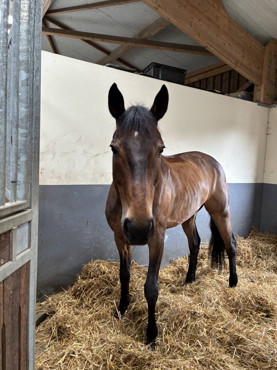 Cheval SF 17 ans 