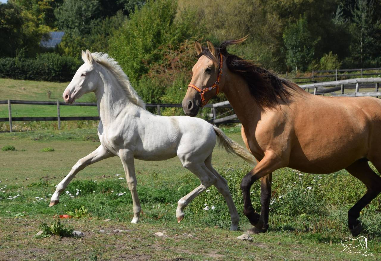 Luna de la Luz, Pouliche PRE perlino, Mai 25