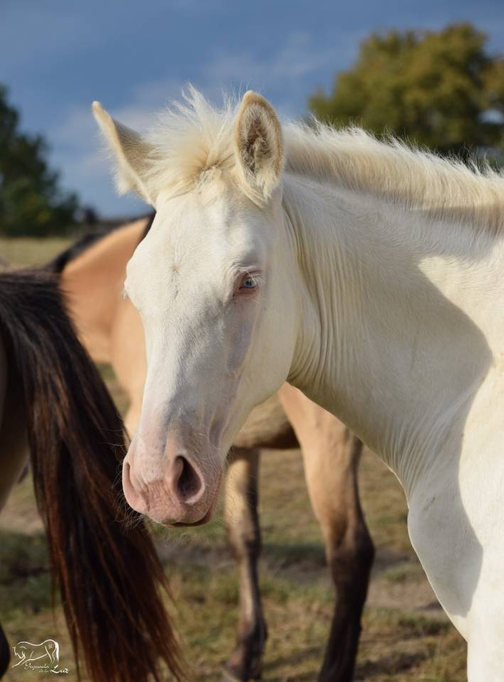 Luna de la Luz, Pouliche PRE perlino, Mai 25