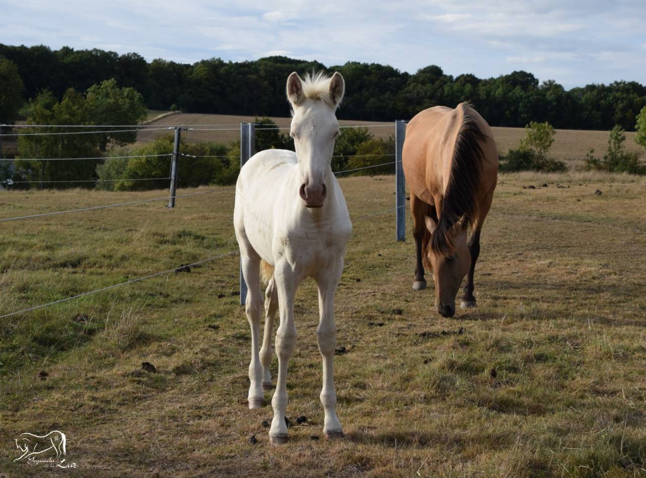 Luna de la Luz, Pouliche PRE perlino, Mai 25