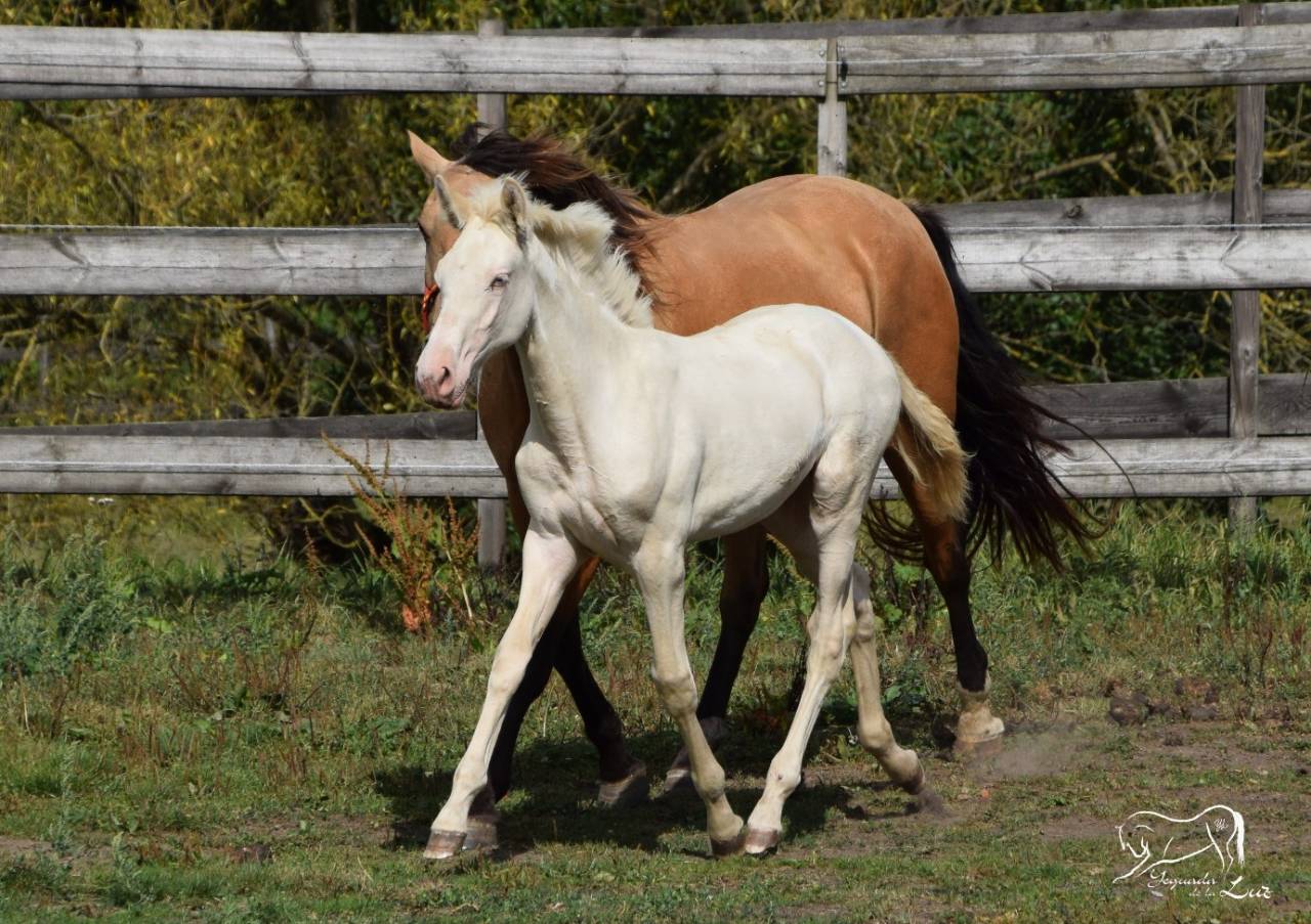Luna de la Luz, Pouliche PRE perlino, Mai 25