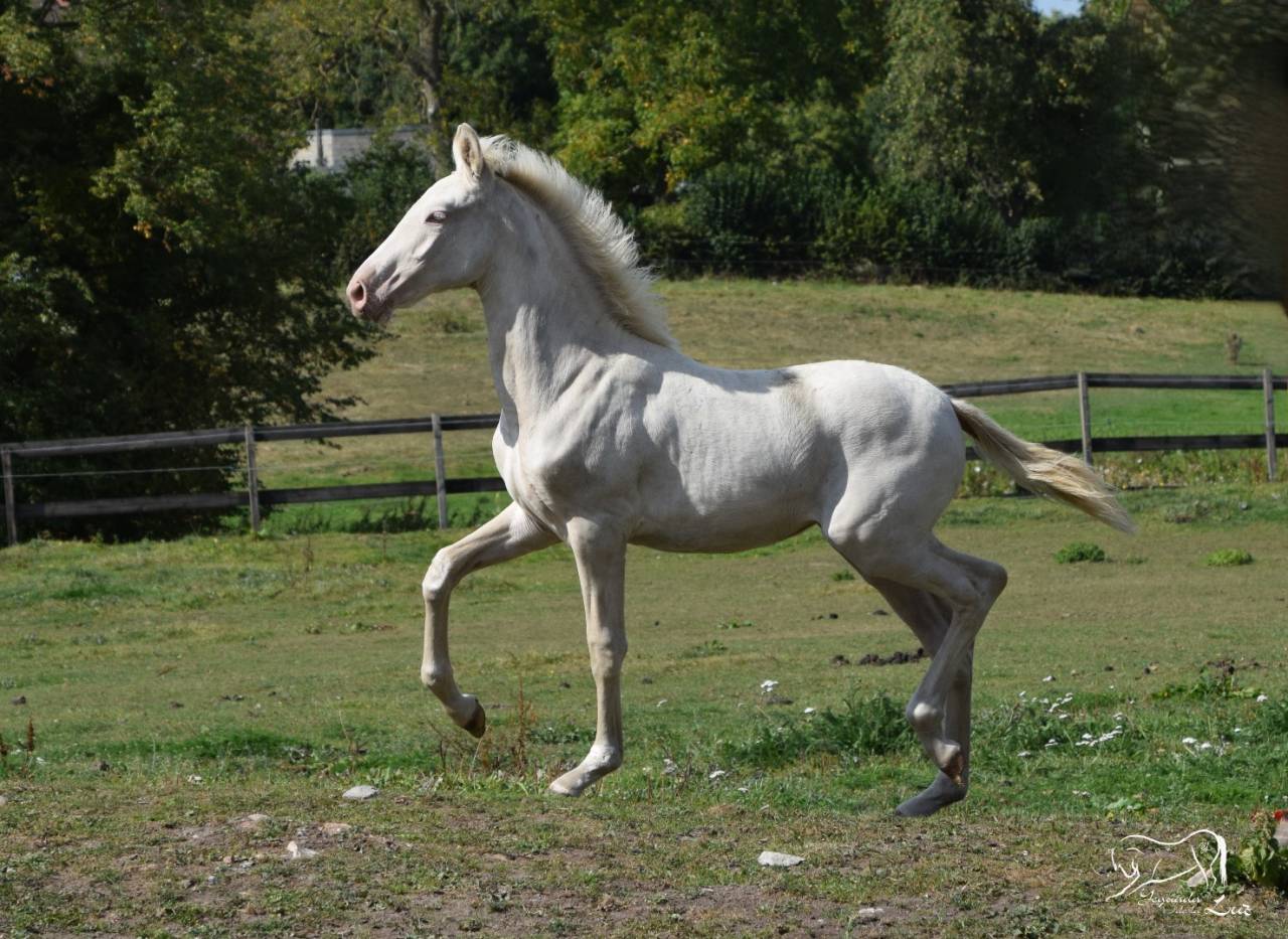 Luna de la Luz, Pouliche PRE perlino, Mai 25