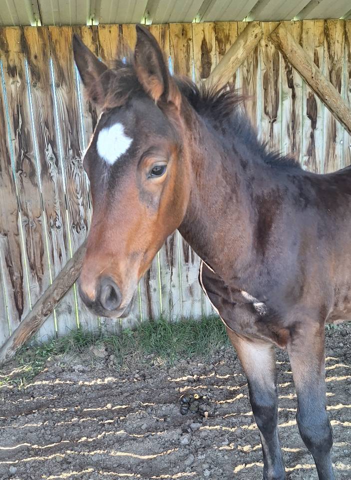 Superbe Poulain par Conte Bellini