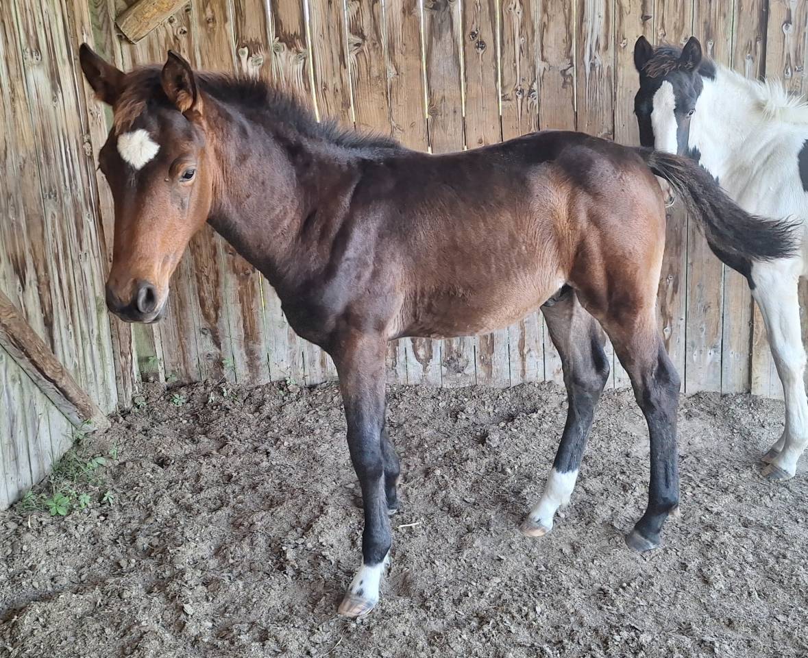 Superbe Poulain par Conte Bellini