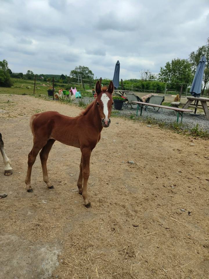 Pouliche OC Connemara part bred 