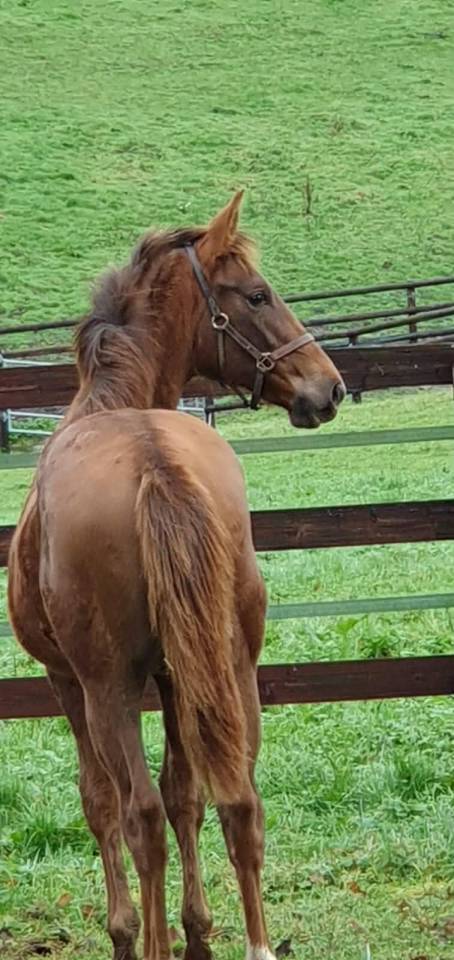 Pouliche Selle Francais par Vitalis