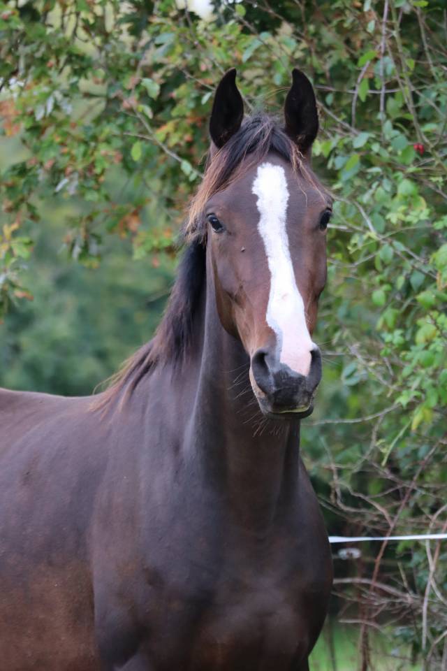 Hongre Pur-Sang Arabe 