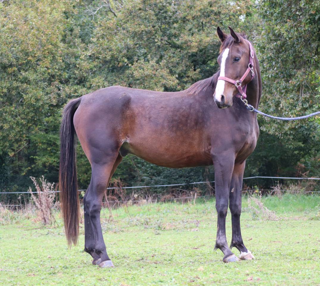 Hongre Pur-Sang Arabe 