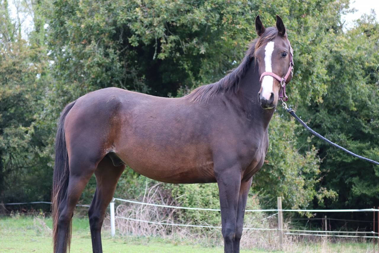 Hongre Pur-Sang Arabe 