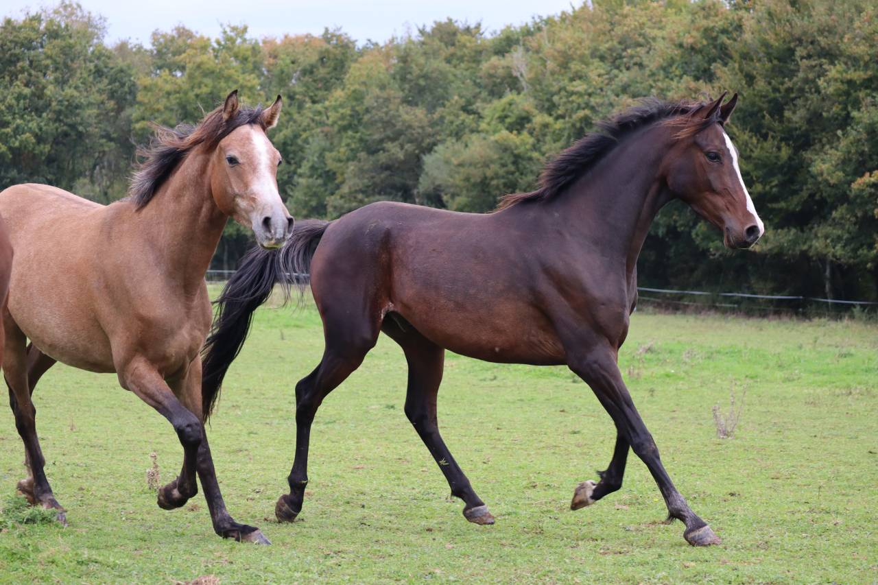 Hongre Pur-Sang Arabe 