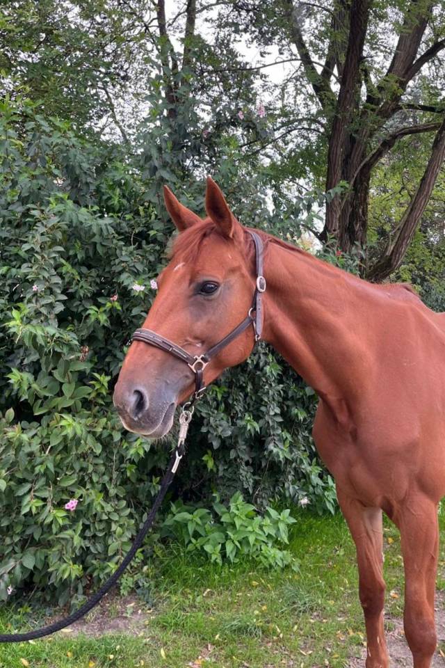 JUMENT 6 ANS AMATEUR 1 / ELITE