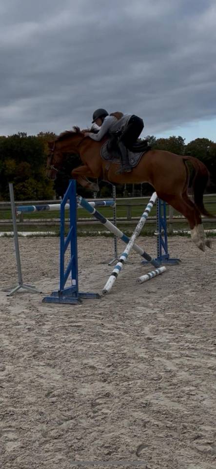 JUMENT 6 ANS AMATEUR 1 / ELITE
