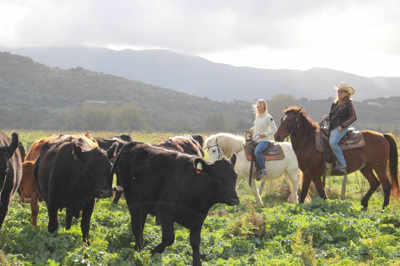 guide randonnée équestre corse saison 2026