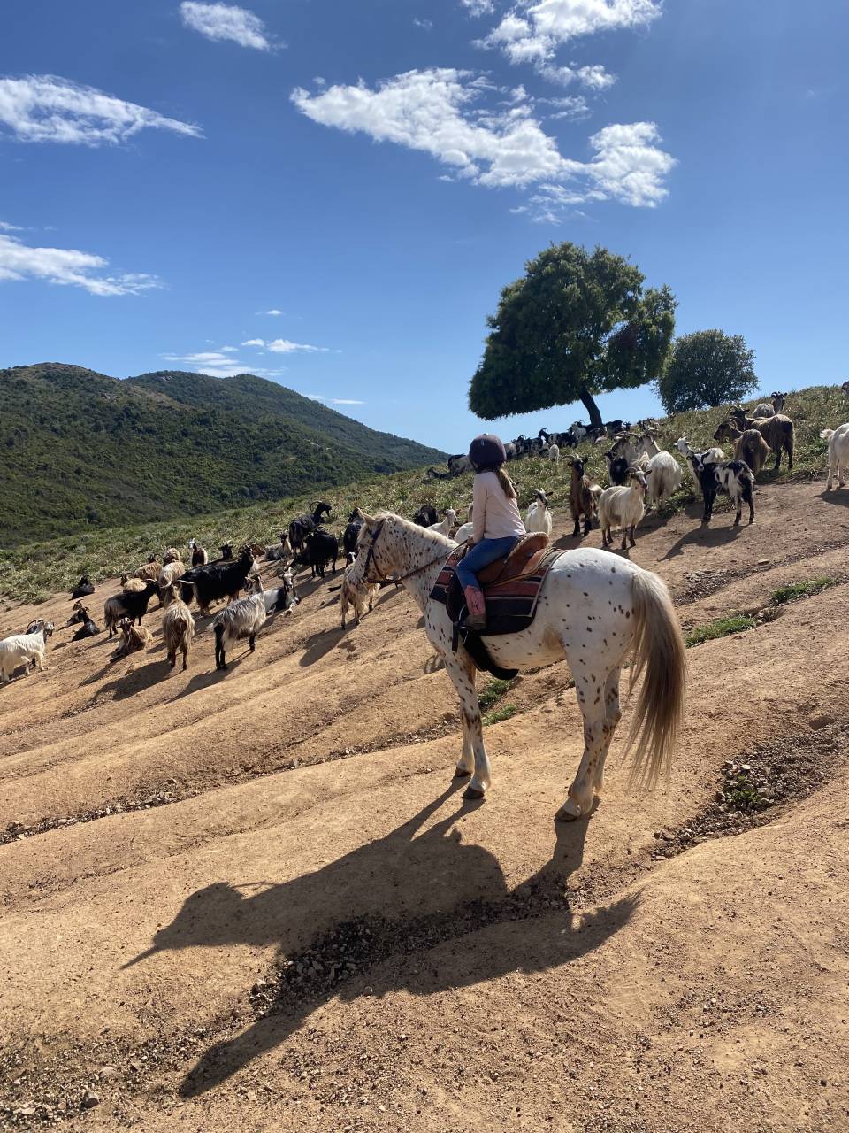 guide randonnée équestre corse saison 2026