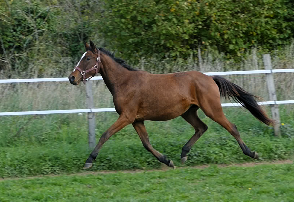 Top ponette 3 ans pour Dressage et CCE 