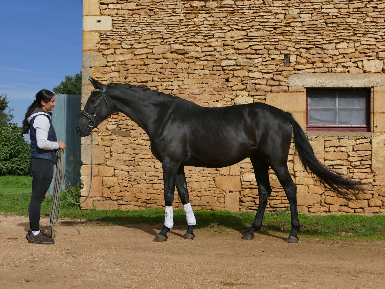 Jument KWPN 4 ans par GLAMOURDALE