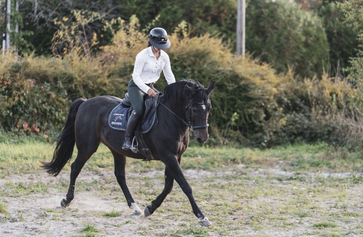 Petit cheval à vendre 