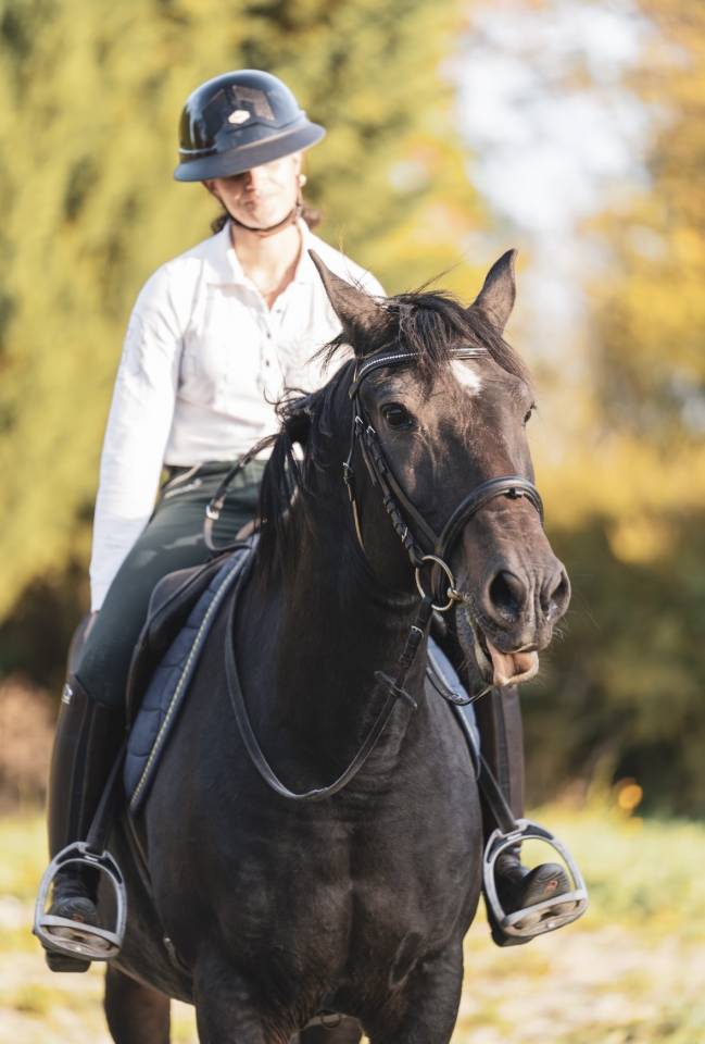 Petit cheval à vendre 