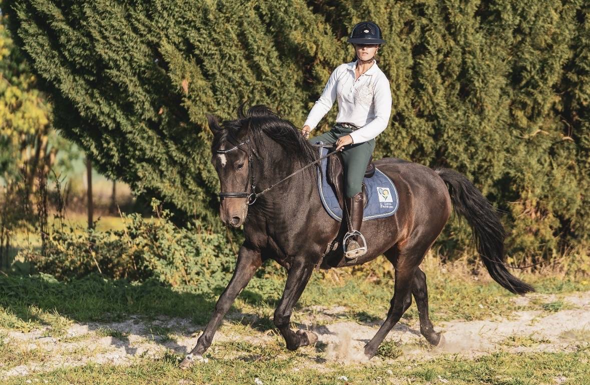 Petit cheval à vendre 