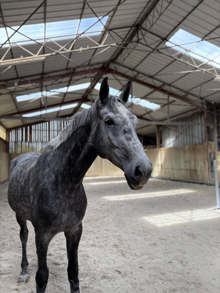 Hongre de 5 ans by Ceira d’Ick