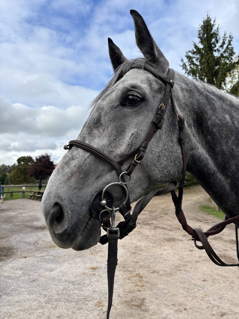 Hongre de 5 ans by Ceira d’Ick