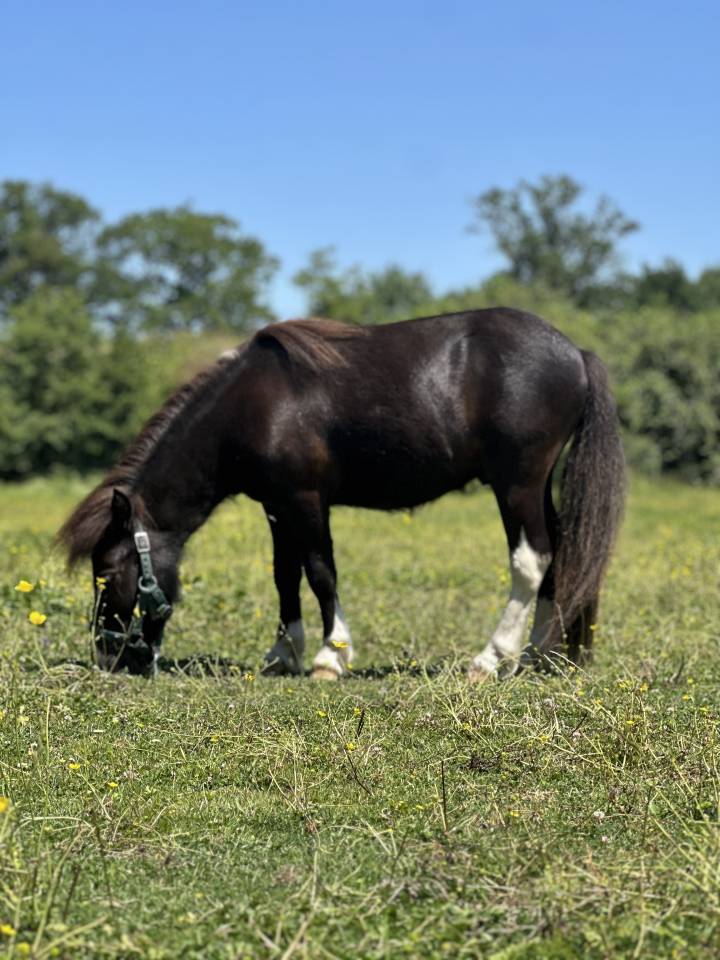 Mini shetland PP