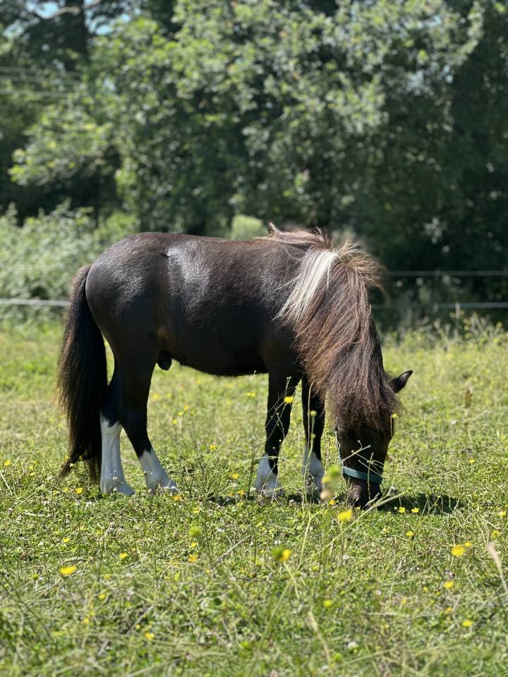 Mini shetland PP