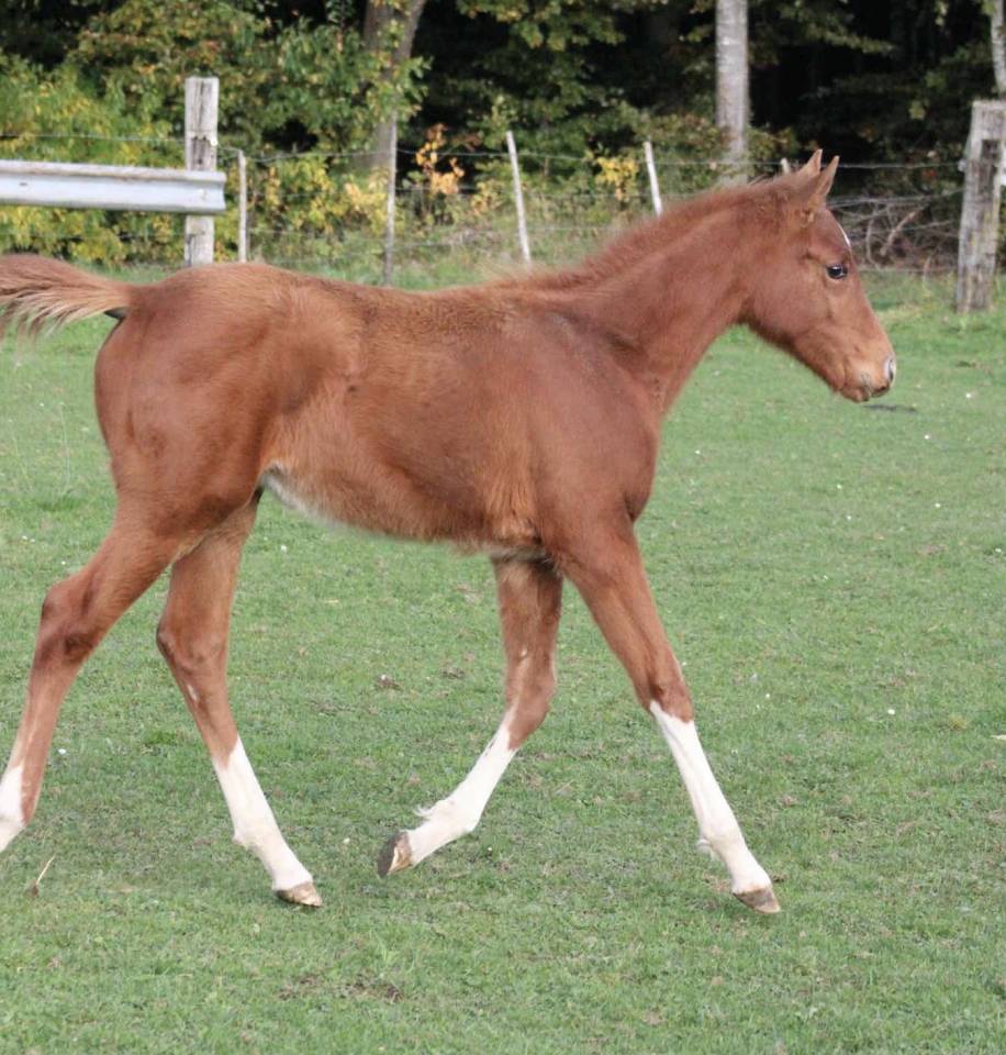 Pouliche 2025 Narcos ll x Voltaire 