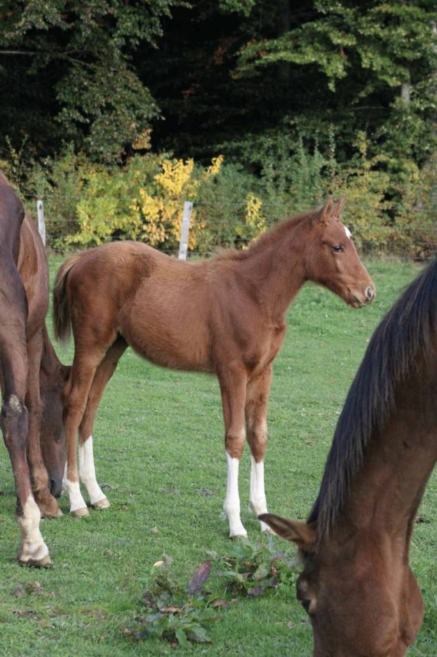 Pouliche 2025 Narcos ll x Voltaire 