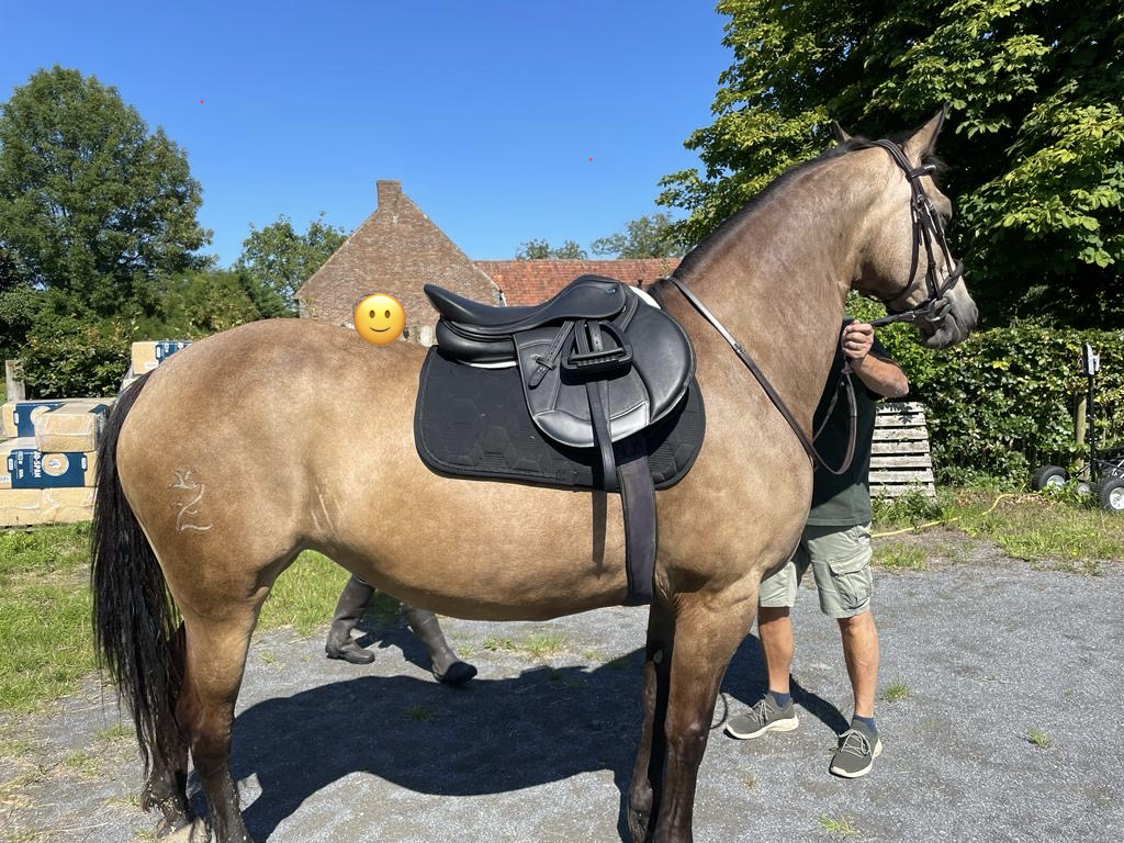   Jument espagnole de 13 ans 