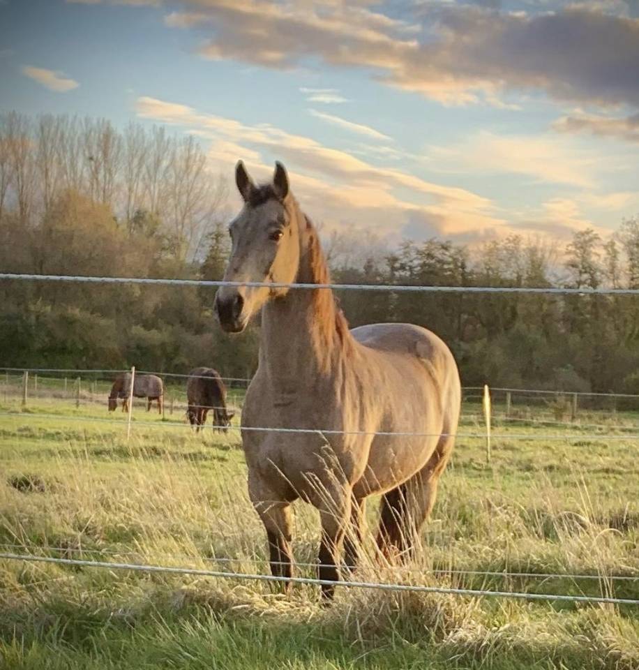   Jument espagnole de 13 ans 