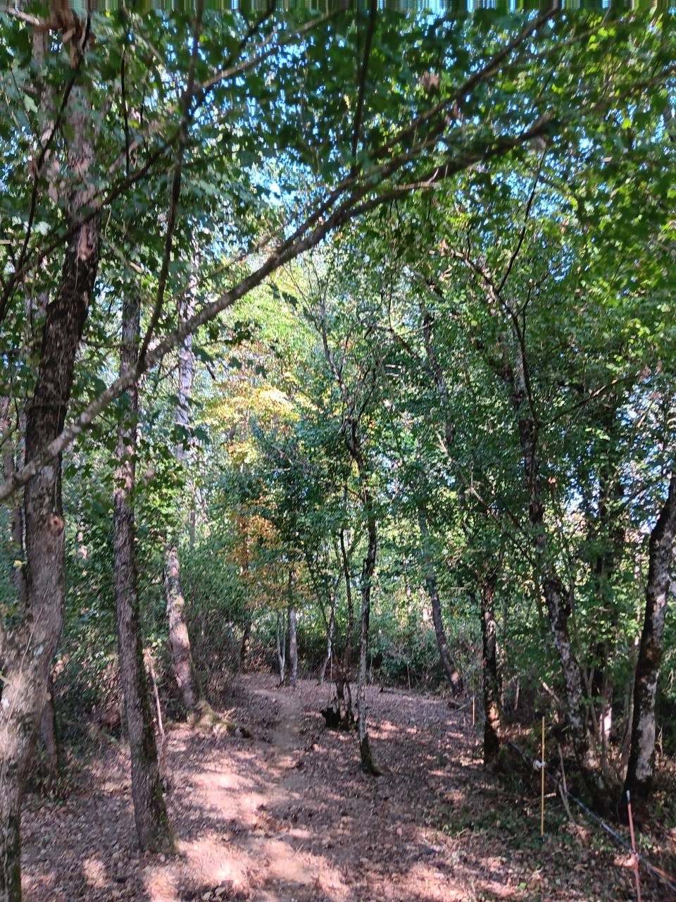 Superbe propriété Maison, stabulation, 2 hectares foret