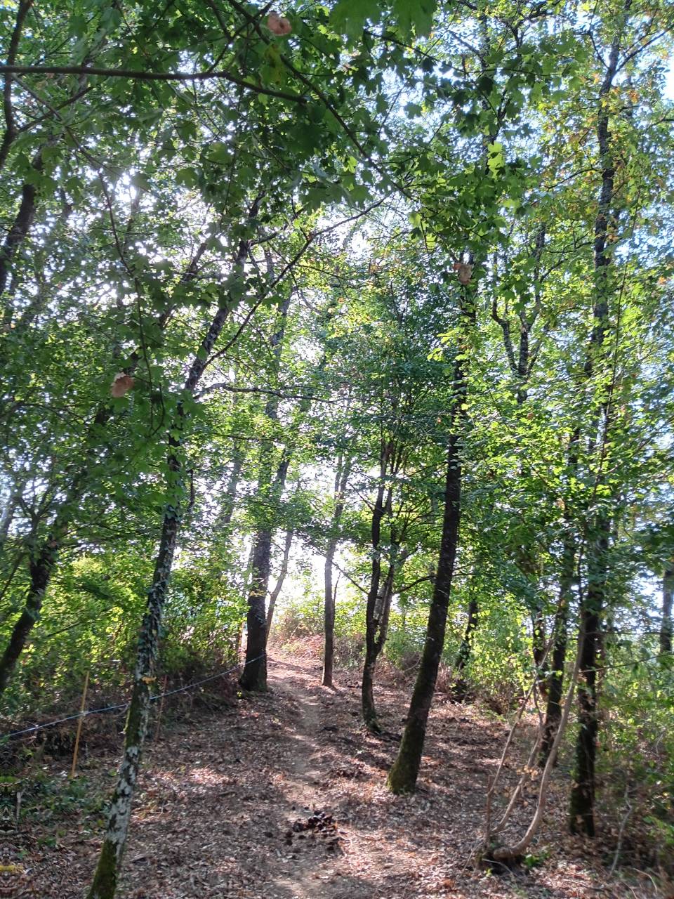 Superbe propriété Maison, stabulation, 2 hectares foret