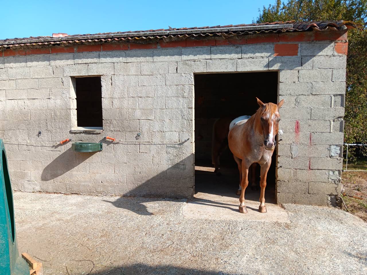 Superbe propriété Maison, stabulation, 2 hectares foret