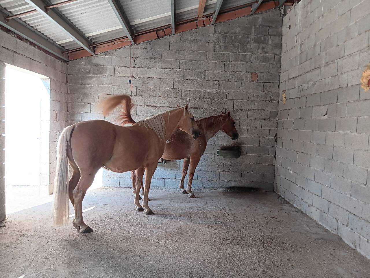 Superbe propriété Maison, stabulation, 2 hectares foret