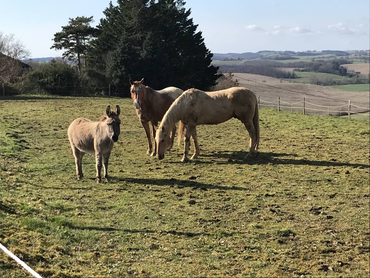 Superbe propriété Maison, stabulation, 2 hectares foret