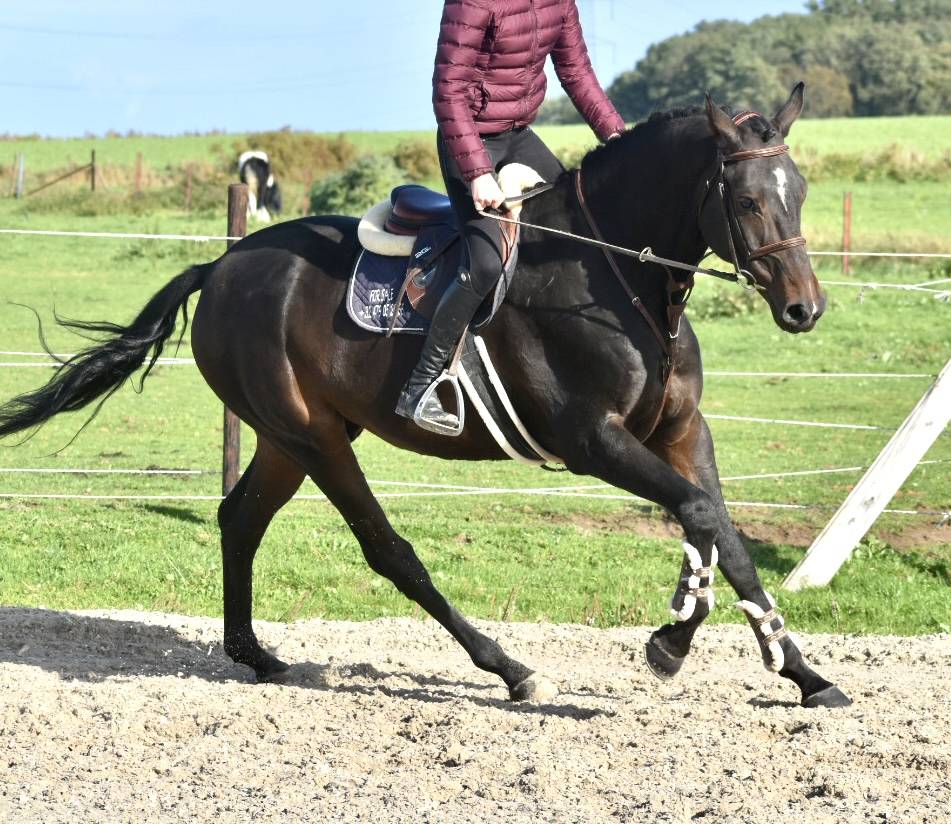 SUBLIME HONGRE DRESSAGE DE 6 ANS 