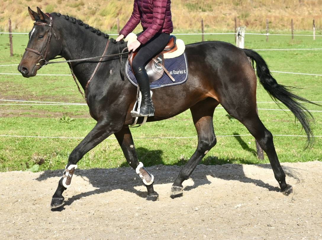 SUBLIME HONGRE DRESSAGE DE 6 ANS 