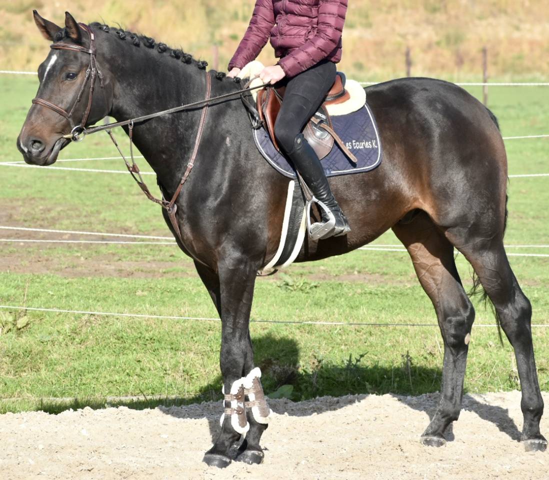 SUBLIME HONGRE DRESSAGE DE 6 ANS 