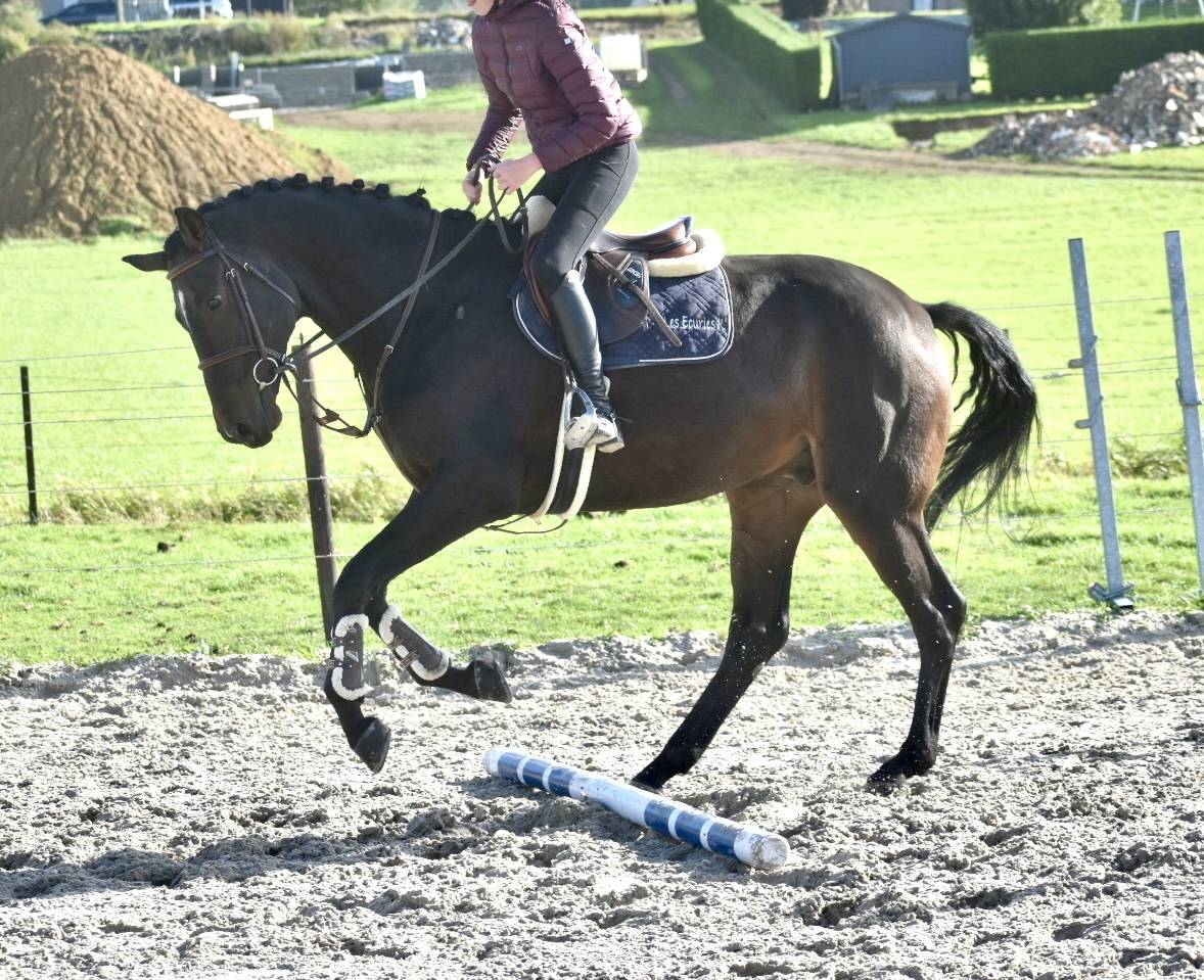 SUBLIME HONGRE DRESSAGE DE 6 ANS 